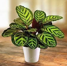 50 PCS Rare Calathea Seeds Air Freshening Plants Beautiful Flowers