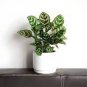 50 PCS Rare Calathea Seeds Air Freshening Plants Beautiful Flowers