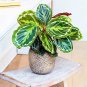 50 PCS Rare Calathea Seeds Air Freshening Plants Beautiful Flowers