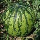 50 PCS Pieces Seeds Blue Flesh Watermelon Seeds