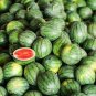 50 PCS Watermelon seeds
