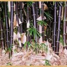 50 PCS Timor Black bamboo seeds Bambusa lako 50 PCS Timor Black bamboo seeds Bambusa lako
