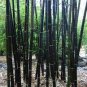50 PCS Timor Black bamboo seeds Bambusa lako