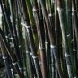 50 PCS Timor Black bamboo seeds Bambusa lako