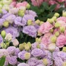 30 PCS SEEDS PURPLE SHADES MIX LISIANTHUS FLOWER
