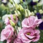 30 PCS SEEDS PURPLE SHADES MIX LISIANTHUS FLOWER