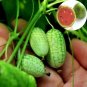 20 PCS Red Mini Thumb Watermelon Seeds