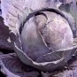 400 PCS Rare Heirloom Purple Cabbage Brassica Oleracea Hybrid Vegetables Seeds