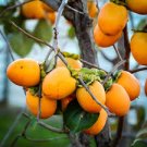 5 PCS Japanese Persimmon Plants Persimmon Fruit Tree Seeds 5 PCS Japanese Persimmon Plants Persimmon Fruit Tree Seeds