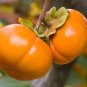 5 PCS Japanese Persimmon Plants Persimmon Fruit Tree Seeds