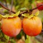 5 PCS Japanese Persimmon Plants Persimmon Fruit Tree Seeds