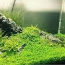 100 PCS Taiwan quarium Grass Seeds