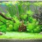 100 PCS Taiwan quarium Grass Seeds