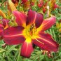 30 PCS Hemerocallis Middendorffii 'ESKIMO Kisses' Seeds