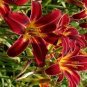 30 PCS Hemerocallis Middendorffii 'ESKIMO Kisses' Seeds