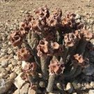 1 PCS Hoodia gordonii Seeds