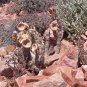 1 PCS Hoodia gordonii Seeds
