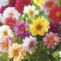 50 PCS Heirloom Rare Different Types of Dahlia Flower Hybrid Seeds