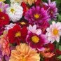 50 PCS Heirloom Rare Different Types of Dahlia Flower Hybrid Seeds