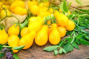 150 PCS Big Yellow 'Pear' Tomato with Red End Organic Seeds