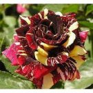 200 PCS 'George Burns' Striped Roses Seeds