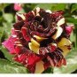 200 PCS 'George Burns' Striped Roses Seeds
