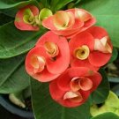 100 Pcs Cactus Euphorbia Milii Seeds New Rare Flower Plants Seeds