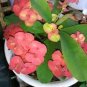 100 Pcs Cactus Euphorbia Milii Seeds New Rare Flower Plants Seeds