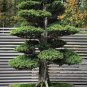 30 PCS Japanese Red Cedar - Cryptomeria Japonica Seeds