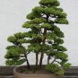 30 PCS Japanese Red Cedar - Cryptomeria Japonica Seeds