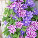 100 pcs Rare Mix Beautiful Clematis Bonsai Flower Seeds