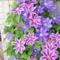 100 pcs Rare Mix Beautiful Clematis Bonsai Flower Seeds
