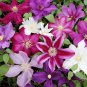 100 pcs Rare Mix Beautiful Clematis Bonsai Flower Seeds