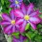 100 pcs Rare Mix Beautiful Clematis Bonsai Flower Seeds