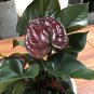 100 PCS Rare Flower Plant Anthurium Bonsai Balcony Potted Plant Anthurium Flower Seeds