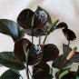 100 PCS Rare Flower Plant Anthurium Bonsai Balcony Potted Plant Anthurium Flower Seeds