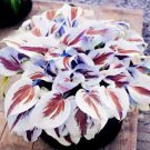 200 PCS Hosta Bonsai Perennials Plantain Beautiful Lily Flower White Lace Seeds