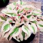200 PCS Hosta Bonsai Perennials Plantain Beautiful Lily Flower White Lace Seeds