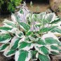 200 PCS Hosta Bonsai Perennials Plantain Beautiful Lily Flower White Lace Seeds
