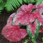 150 Pcs Multiple Colour Thailand Caladium Bonsai Seeds