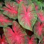 150 Pcs Multiple Colour Thailand Caladium Bonsai Seeds