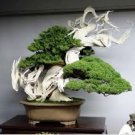 120 PCS Juniperus Chinensis Tree Semente Seeds