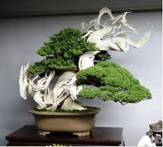 120 PCS Juniperus Chinensis Tree Semente Seeds
