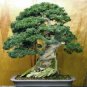 120 PCS Juniperus Chinensis Tree Semente Seeds