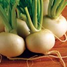 200 PCS Hakurei F1 Turnip Seeds