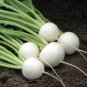 200 PCS Hakurei F1 Turnip Seeds