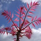 200 PCS Courtyard DIY Fun Fruit and Vegetable Planting Bonsai Seeds