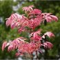200 PCS Courtyard DIY Fun Fruit and Vegetable Planting Bonsai Seeds