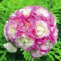 20 PCS Rare Geranium Bonsai Apple Blossom Rosebud Pelargonium Hortorum Perennial Seeds