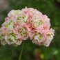 20 PCS Rare Geranium Bonsai Apple Blossom Rosebud Pelargonium Hortorum Perennial Seeds